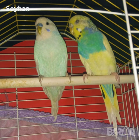  Чифт папагали с кледка