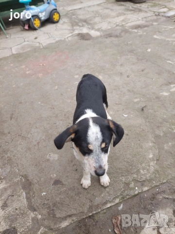 Подарявам ку4енца