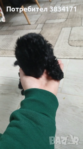 Малки игриви момичета си търсят своя нов дом, снимка 7 - Пудели - 53063476