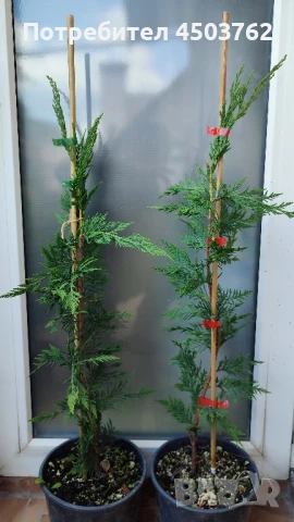 Купресоципарис Лейланди