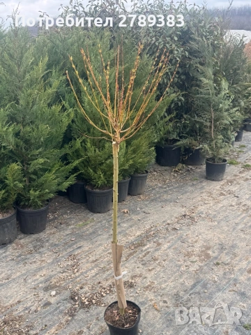 Пъстролистна японска върба , снимка 3 - Градински цветя и растения - 53902254