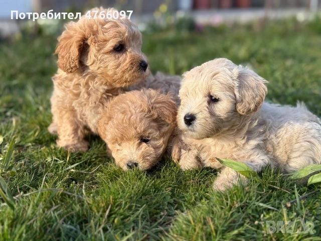 Кученца Малтипу Варна 