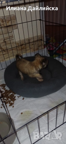 Супер мини чихуахуа, снимка 9 - Чихуахуа - 53387021