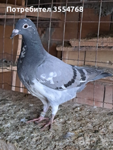 Продавам спортни гълъби , снимка 4 - Гълъби - 52534025