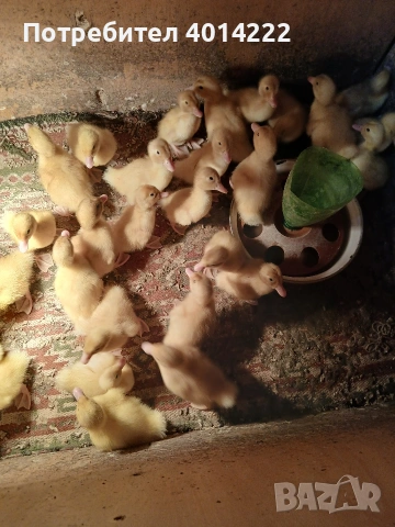 Пекински патета , снимка 2 - Патици и гъски - 53990115