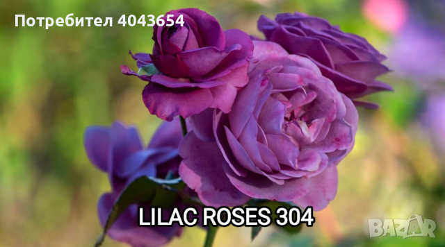Рози в контейнер , снимка 2 - Градински цветя и растения - 44950253