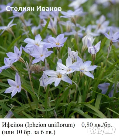 Ифейон (Ipheion uniflorum) - луковички – 0,80 лв./бр. (или 10 бр. за 6 лв.) , снимка 2 - Сортови семена и луковици - 47953996