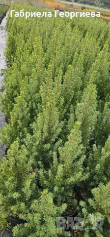 Коника , снимка 4 - Градински цветя и растения - 52371469