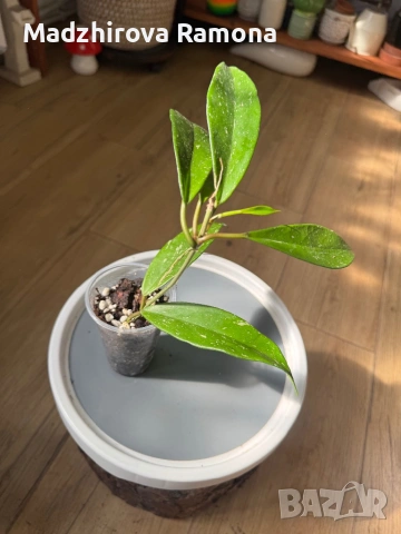 Hoya Pubicalyx pink silver 
