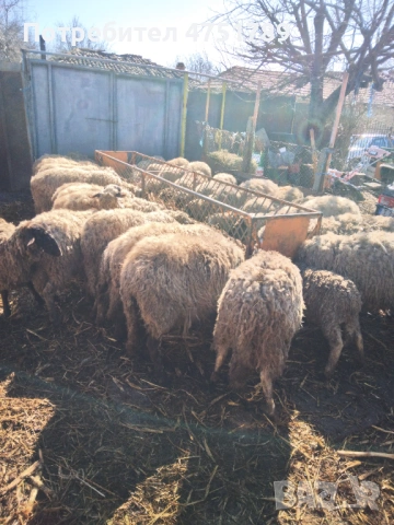 ПРОДАВАМ , снимка 2 - Овце - 53665271