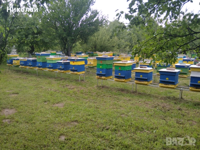 Отводки 2026г, снимка 5 - Други животни - 53300627