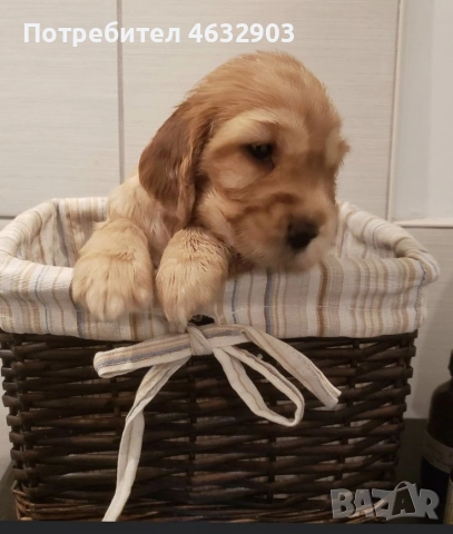 кокер шпаньол момче родословен баща , снимка 5 - Кокер шпаньол - 52716913