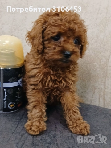 Той пудел toy poodle