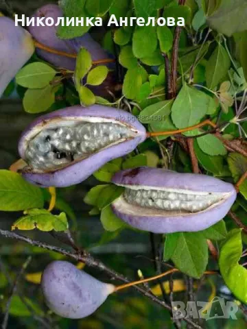 Акебия  /Шоколадова  лоза /големи  15  лв  / малки  10  лв /, снимка 1