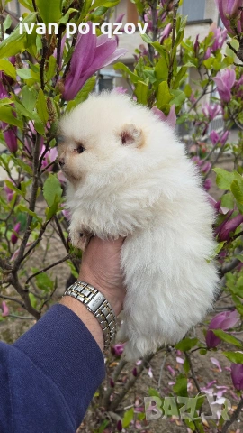 Готови за нов дом померанчета, снимка 4 - Померан - 54211908
