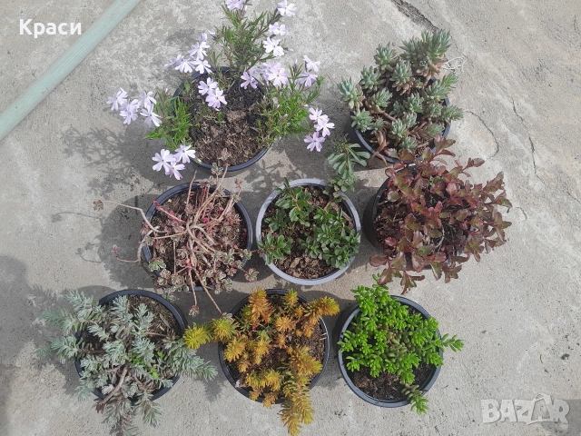 Седуми различни видове.