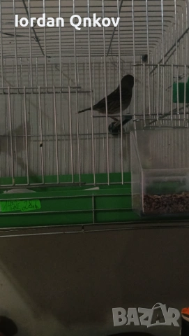 Продавам женски канар, снимка 2 - Канари - 53150941