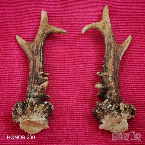 Рога от млад благороден елен. , снимка 2 - Антикварни и старинни предмети - 54044791