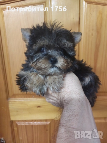 Йоркширски териер, момче с родасловие.