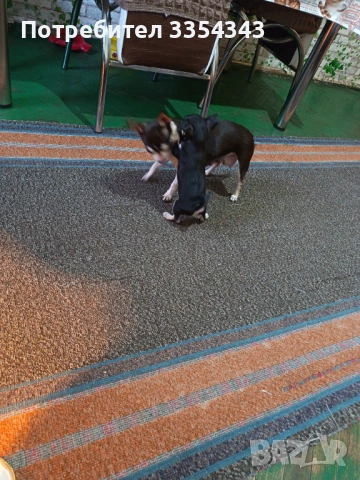 Чихуахуа с паспорт и ваксина , снимка 4 - Чихуахуа - 53114756