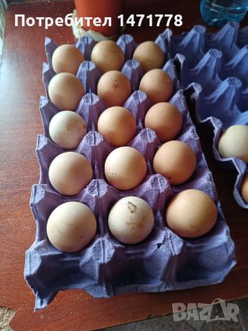 яйца от Токачка , снимка 3 - други­ - 45417429