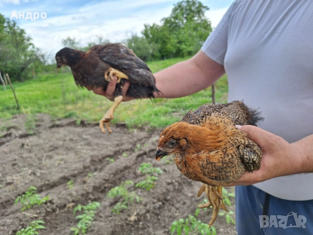 Продавам катунски кокошки, яйца и пилета на различна възраст, снимка 4 - Кокошки и пуйки - 53712029