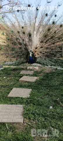 Черен петък ,пауни - арлекин, снимка 2 - други­ - 52416398