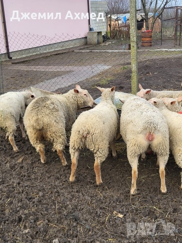 Мутони шароле, снимка 3 - Овце - 52979023