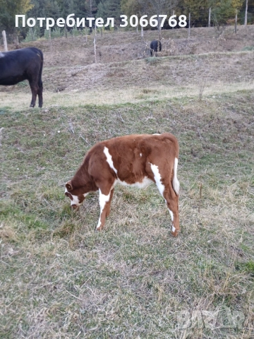 Крави , снимка 4 - Крави - 52078435