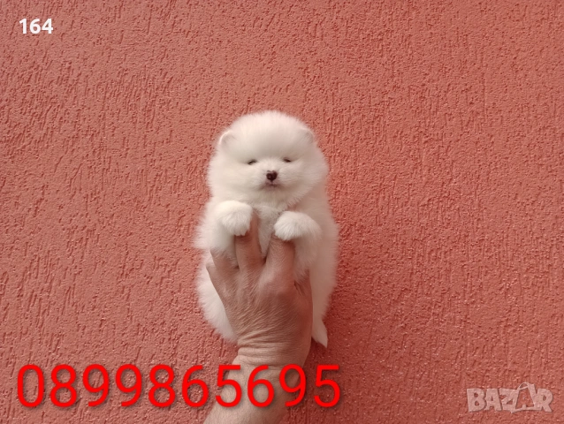 Женски Померани. Различни възрасти!, снимка 7 - Померан - 54012946