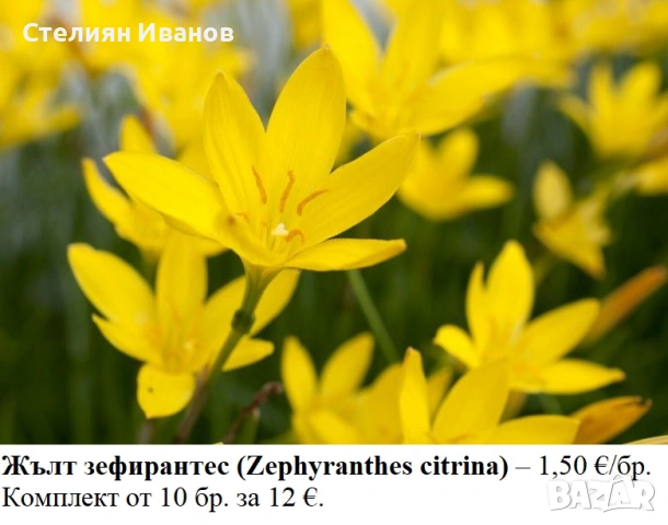 Жълт зефирантес (Zephyranthes citrina) – луковички, снимка 2 - Сортови семена и луковици - 53656156