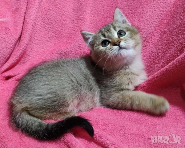 Британско коте, момиче, момче, маркирано, агути, таби, котка, котарак, котенце британче, снимка 6 - Други - 52152579