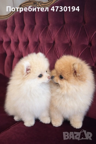 Pomerancheta Mini , снимка 2 - Померан - 53812937