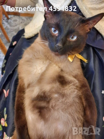 Сиамец Котарак Възпитан , снимка 2 - Сиамска - 51680735