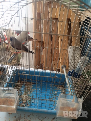 зеброви амадини, снимка 3 - други­ - 54049497