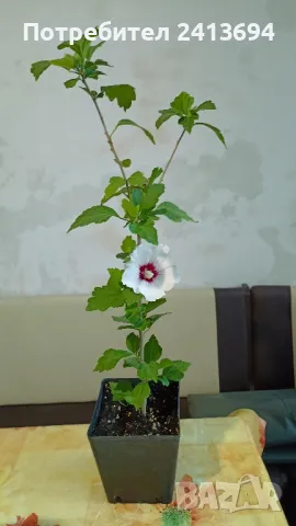 дървовидна градинска ружа - hibiscus syriacus Red heart , снимка 2 - Други - 47223942