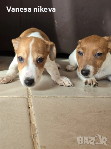 мини Джак Ръсел териер , снимка 4 - Джак ръсел териер - 53359087