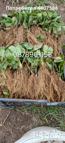 Разсад ягоди и малини , снимка 17 - Разсади - 49802462