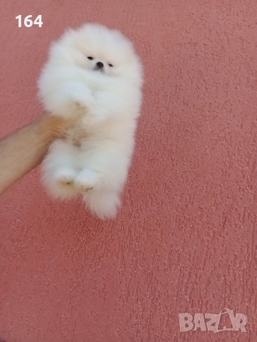 Бял мъжки Померан. Клип, снимка 4 - Померан - 52719427