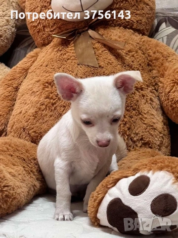 Прекрасно Мъжко Чихуахуа , снимка 2 - Чихуахуа - 53638466