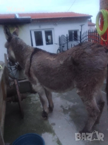 Продавам Женско Магаре , снимка 8 - За селскостопански - 54031468