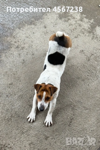 Продавам джак ръсел териер!, снимка 3 - Джак ръсел териер - 54064972
