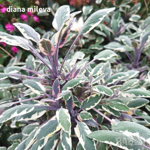 Шарена Салвия, Salvia officinalis, многогодишна, снимка 9 - Градински цветя и растения - 54010921