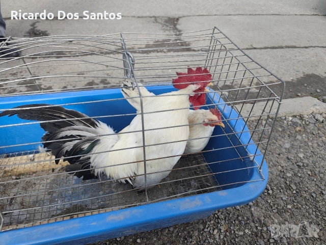 Шабо, снимка 3 - други­ - 54175354