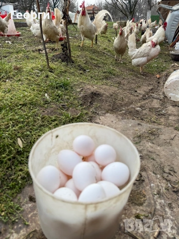 Оплодени яйца бял Легхорн 