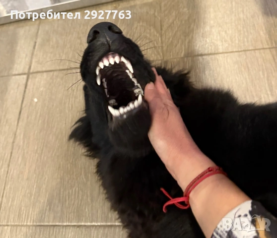 Черна немска овчарка , снимка 4 - Немска овчарка - 53572359