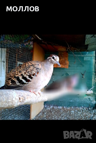 Бронзовокрила женска  