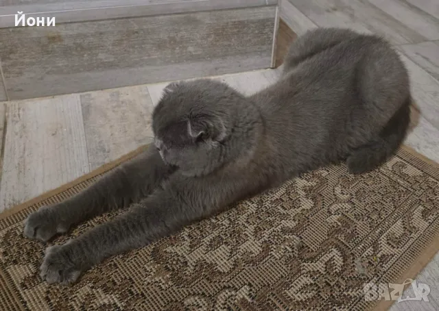 Мъжки клепоух британец, снимка 5 - Британска късокосместа - 50415150