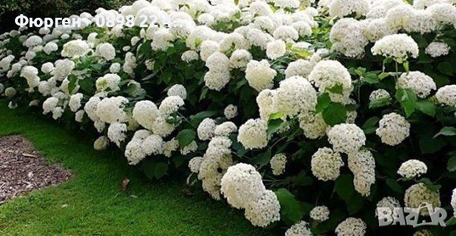  Хортензия -Hydrangea macrophylla, снимка 4 - Градински цветя и растения - 27905615