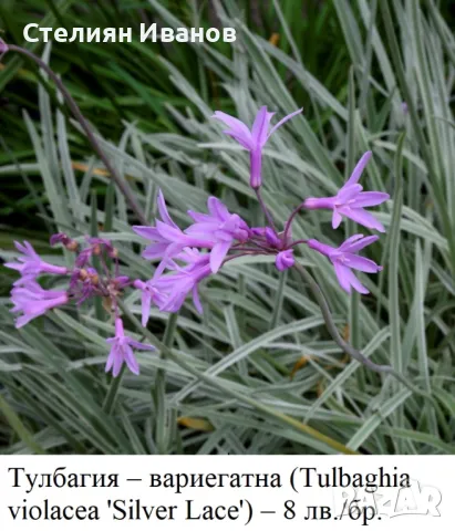 Тулбагия, социален чесън – вариегатна (Tulbaghia violacea 'Silver Lace') – коренище, снимка 2 - Сортови семена и луковици - 49326681